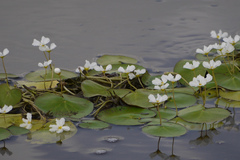 Nymphoides hydrophylla